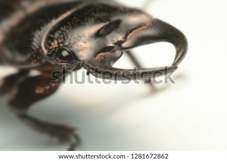 Close-up photography, macro body of black beetle, Old-sculptured stag beetle isolated on white background.