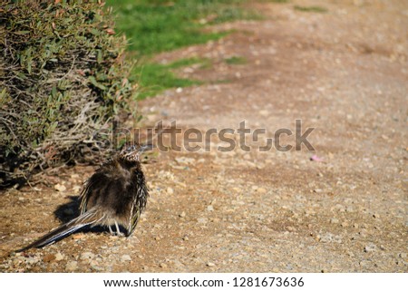 A Roadrunner Posing For A Picture