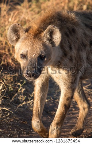 Hyena in Serengeti Tanzania