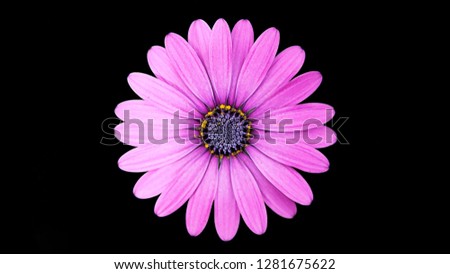 
margarita purple daisy flower

