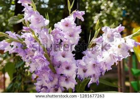 Bouquet of lilac flowers of gladioli on background of greenery in summer Royalty-Free Stock Photo #1281677263