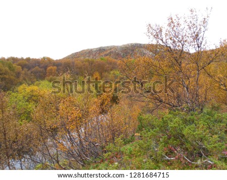 Autumn forest in Murmansk region, Russia.