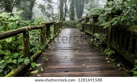 wooden walkway with Moss around the in rain Grain and fog forest in the morning at Chiang Mai Province, Thailand shooting by Smart phone