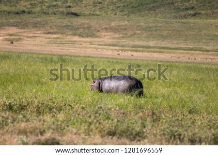 Hippo in Ngorongoro Conservation Area Tanzania