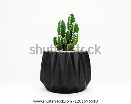 Cactus plant in black geometric planter isolated on white background. Modern beautiful painted concrete planter and cactus plants or succulent plants. Home and garden decoration concept.