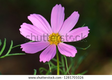 Pink cosmos flower on a green background,micro view of cosmos flower,top view of flower,pink flower profile picture