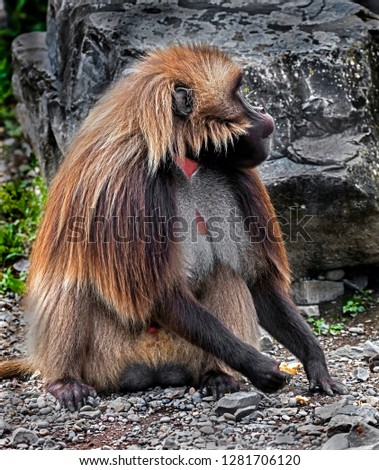 Gelada baboon male sitting on the stone. Latin name - Theropithecus gelada
