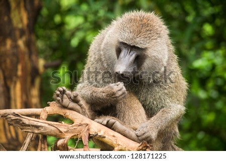 Baboon watches over its surroundings in Manyara national park