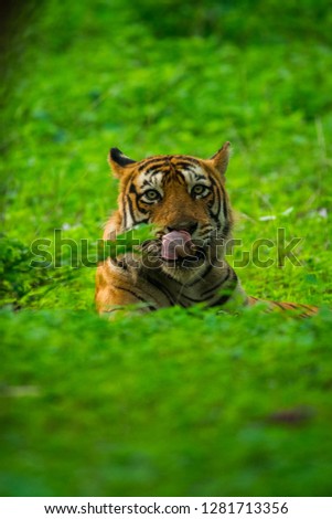 Tiger in nature habitat. this male tiger resting in green background at Ranthambore Tiger Reserve, India