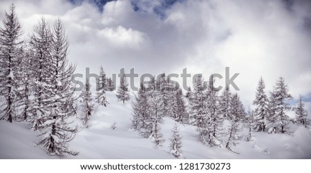 winter landscape with fresh snow