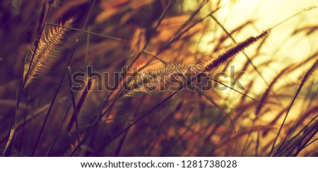 forest grass at gold sunlight , meadows flowers