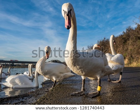 White Swans by the lake on wintering in Ireland.