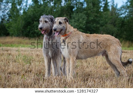 Two irish wolfhounds dogs at field Royalty-Free Stock Photo #128174327