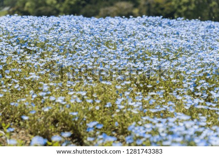 Nemophila flowers at Hitachi Seaside Park, Japan (Baby blue eyes)