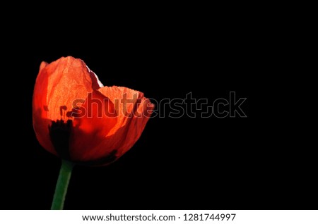Poppy flower on black background