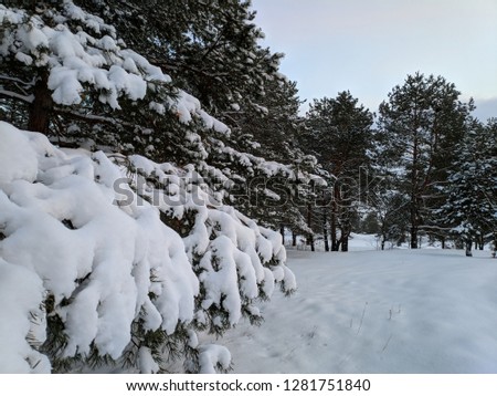 beautiful landscape of winter forest, a lot of snow on the branches in the forest, sunset in the winter in the pine forest