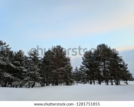 beautiful landscape of winter forest, a lot of snow on the branches in the forest, sunset in the winter in the pine forest