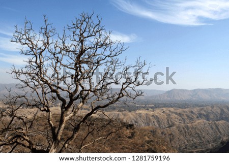 A horrifying dry tree standing against dry fields of aravali hills.