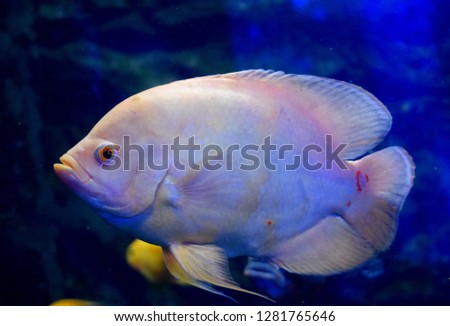 The oscar (tiger oscar, velvet cichlid, and marble cichlid) (Astronotus ocellatus) is a species of fish from the cichlid family in tropical South America, most popular cichlids in the aquarium hobby.