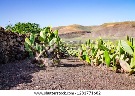 Dirt road on the plantation of edible Opuntia ficus-indica cacti on a sunny day in the Canary Islands. Spain Lanserote