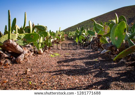 Dirt road on the plantation of edible Opuntia ficus-indica cacti on a sunny day in the Canary Islands. Spain Lanserote