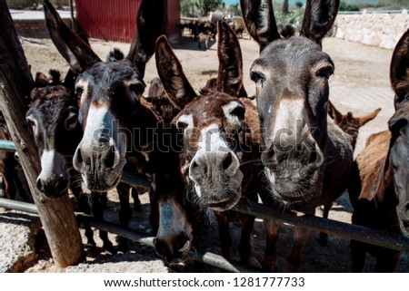 donkeys in the paddock asking for food. Cyprus