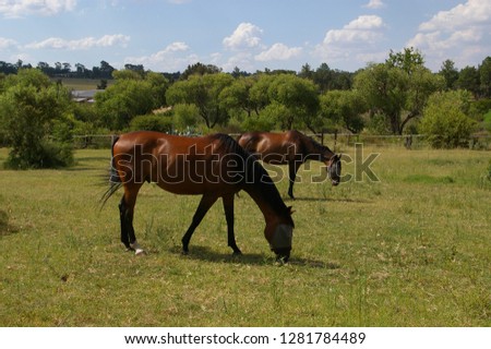 Two brown (bay) horses wearing flymasks. grazing in green field  Royalty-Free Stock Photo #1281784489