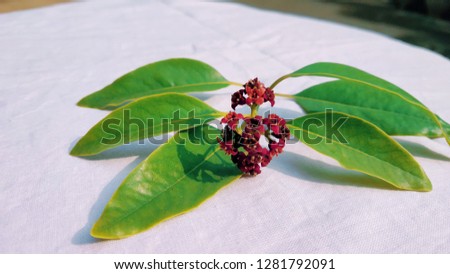 Sandalwood Leaves and Flower Closeup Shot - Santalum Album