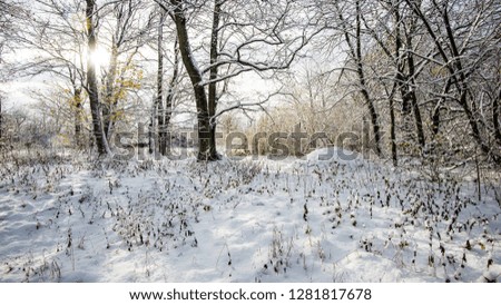 Snow-covered pine tree forest on a cloudy winter day, Latvia