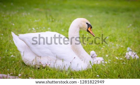 family of swans resting on the grass