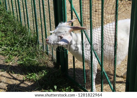 white goat looks out from behind a fence on a farm, white goat on livestock farms, animals