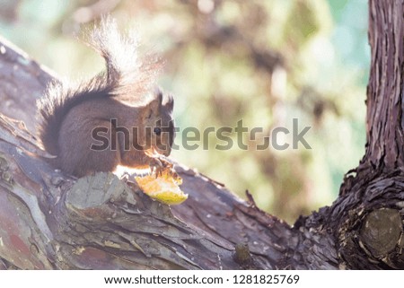 Little squirrel in forest