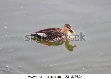 Single spot billed duck in lake stock image I spot billed duck in Lake water swimming peacefully 