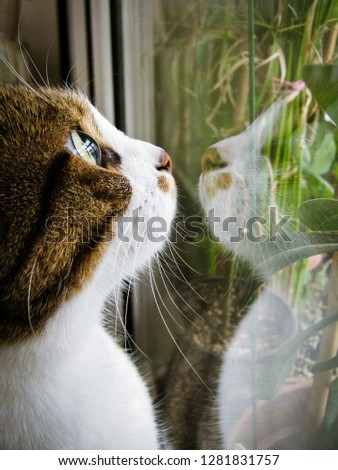 cat reflection on window