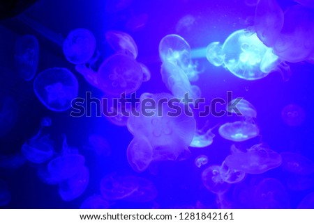 Jellyfish or jellies are softbodied, free-swimming aquatic animals with a gelatinous umbrella-shaped bell and trailing tentacles. The bell can pulsate to acquire propulsion and locomotion. 