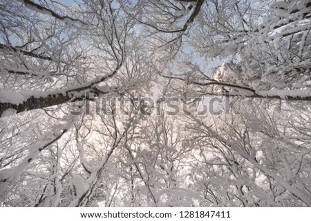 In a strong frosty wind and snowfall, a group of deciduous and coniferous trees in perspective from the bottom up Carpathians on the background of a wild forest, Ukraine