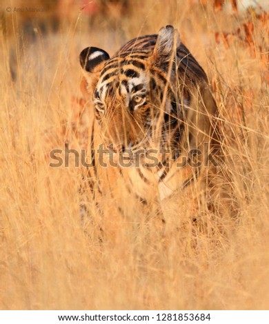 Bengal Tiger at Ranthambhore National Park 