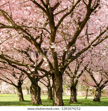 Amazing bright colorful spring landscape for wallpaper. Majestically blossoming large cherry sakura trees in a wonderful landscape garden on a green lawn, pastel colors with dreamy feel 
