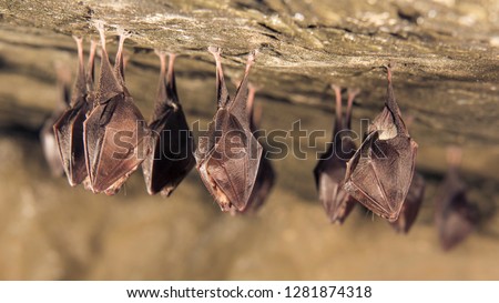 Close up group of small sleeping horseshoe bat covered by wings, hanging upside down on top of cold natural rock cave while hibernating. Wildlife photography. Creatively illuminated blurry background. Royalty-Free Stock Photo #1281874318