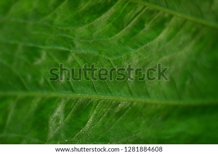 Green tropical leaf with rain drops, macro photo, soft focus. Green fresh leaves, blurred background