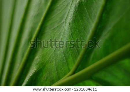 fresh green background with leaves in drops of rain, macro photo, green abstract texture