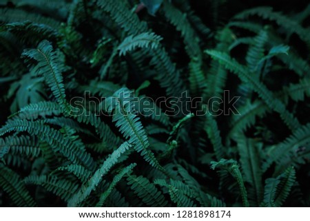 The Sword Fern (Polystichum munitum),This type of Fern is easy to grow. Popular decorations for home and office buildings. Dark color Flat lay backdrop nature for input text.