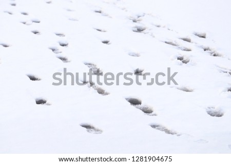 Footprints in the snow on the immature ice of a frozen pond