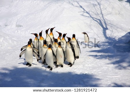 Penguins march along walkway in a zoo