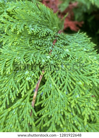 Green arborvitae branch with droplets of rain Royalty-Free Stock Photo #1281922648