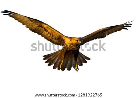 Flying bird. Bird of prey. Isolated bird photo. White background. 