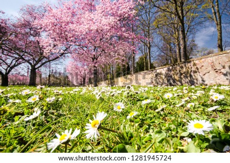 Close up of amazing bright colorful spring landscape for wallpaper. Beautiful blossoming cherry sakura trees in a wonderful landscape garden and daisies, pastel colors with dreamy feel 