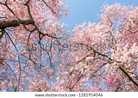 Amazing bright colorful spring landscape for wallpaper. Majestically blossoming cherry sakura trees with blue sky and sun, pastel colors with dreamy feel 
