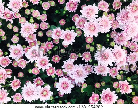 Detail of pink flower in park