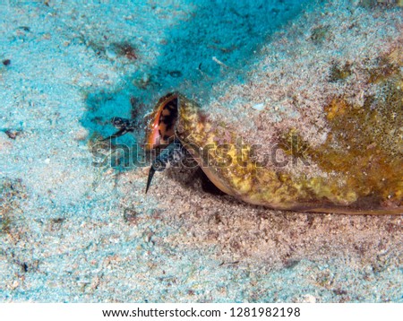 Slug on sand